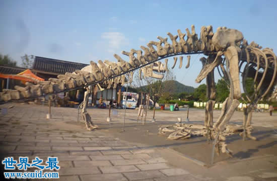 世界上最大的恐龙 易碎双腔龙(长80米/重220吨)