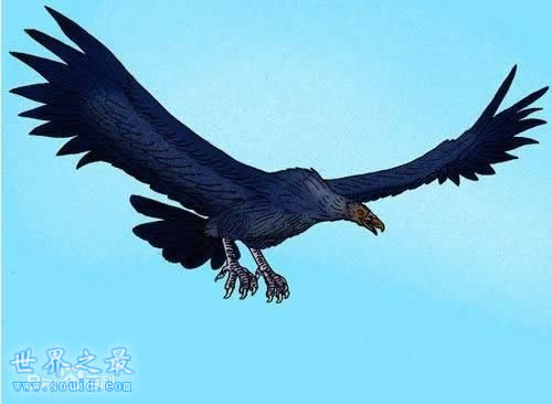 世界上最大的鹰 菲律宾食猿雕(翼展8米/重70公斤)