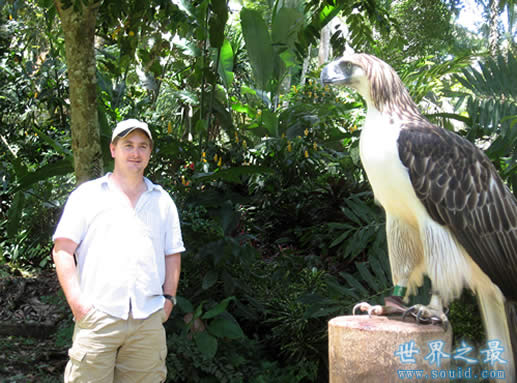 世界上最大的鹰 菲律宾食猿雕(翼展8米/重70公斤)