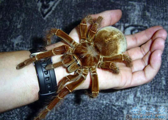 世界上最大的蜘蛛 亚马逊巨人食鸟蛛(0.3米长)