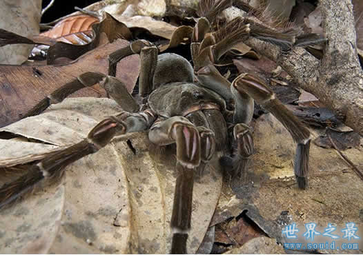 世界上最大的蜘蛛 亚马逊巨人食鸟蛛(0.3米长)