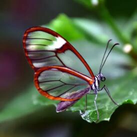 世界上最美的蝴蝶 十大最漂亮的蝴蝶排行榜