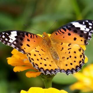 世界上最美的蝴蝶 十大最漂亮的蝴蝶排行榜