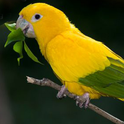 世界十大最奇特的黄色动物 黄颜色的大动物排行榜