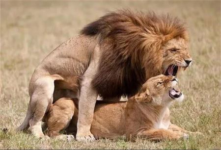 每天交配数量达到几十次的狮子 为什么在交配完后会出现打斗现象