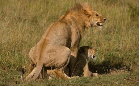 每天交配数量达到几十次的狮子 为什么在交配完后会出现打斗现象