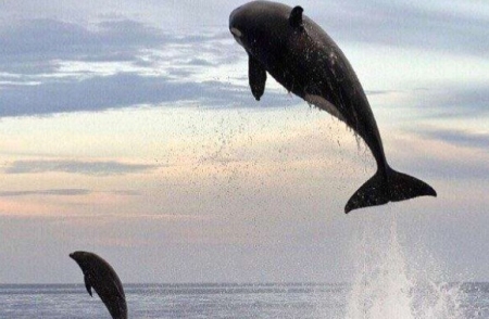 虎鲸为什么讨厌海豚?虎鲸将海豚当做玩物（追逐两小时）