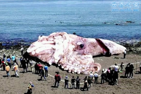世界上最大的鱿鱼 大王酸浆鱿(长达20米以上)