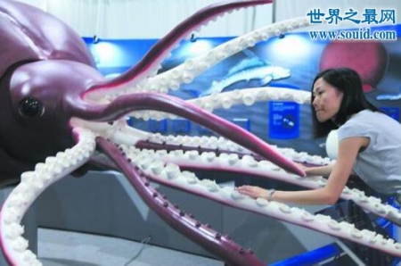 世界上最大的鱿鱼 大王酸浆鱿(长达20米以上)