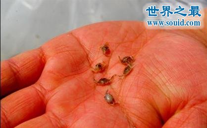 世界上最小的螃蟹 豆蟹(贝类的寄生虫)