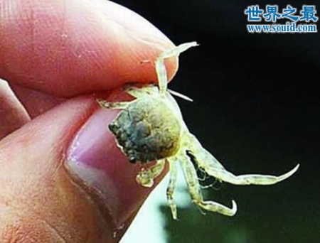 世界上最小的螃蟹 豆蟹(贝类的寄生虫)