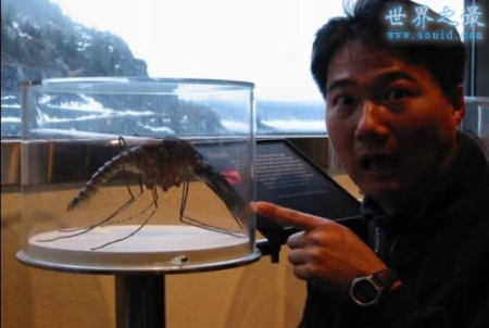 世界上最大的蚊子 华丽巨蚊(长达恐怖的0.4米)