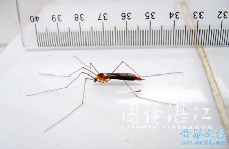 世界上最大的蚊子 华丽巨蚊(长达恐怖的0.4米)