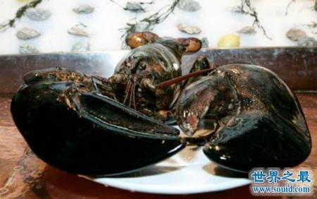 世界上寿命最长的动物 蛤蜊至少507年(已知的)