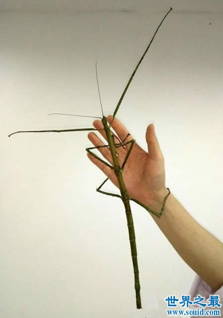 最新世界上最长的昆虫 长62.4厘米的巨型竹节虫