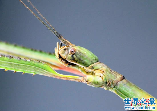 最新世界上最长的昆虫 长62.4厘米的巨型竹节虫
