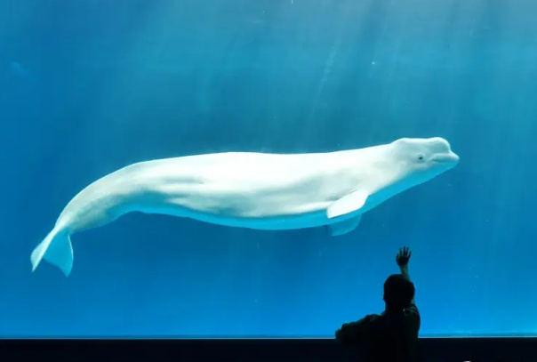 十大可爱的海洋生物,海洋生物十大可爱生物