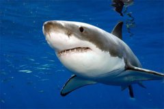 世界十大最厉害的鲨鱼：大白鲨排名第二，第一没人能见过
