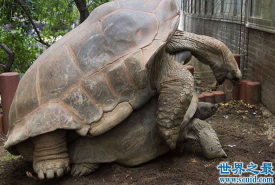 世界上最大的乌龟 加拉帕戈斯象龟(长6米/重700斤)