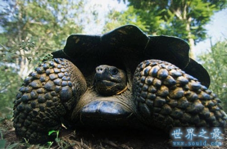 世界上最大的乌龟 加拉帕戈斯象龟(长6米/重700斤)