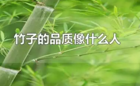 竹子的品质像什么人？竹子的特点