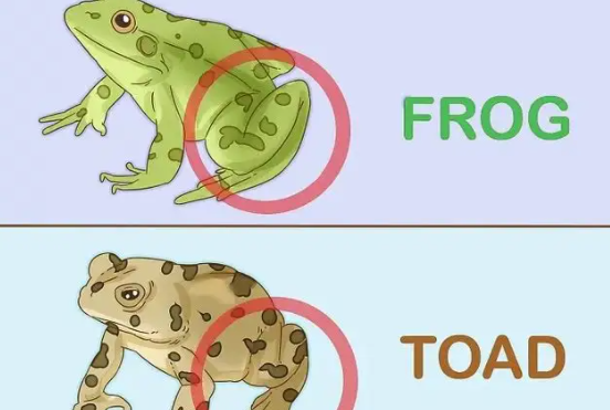 青蛙和蟾蜍的区别是什么？青蛙是益虫吗