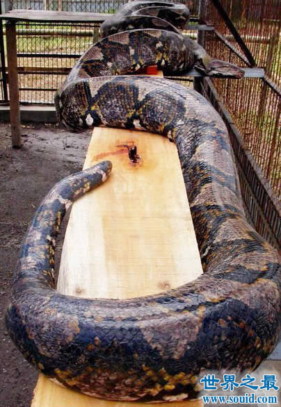 世界上最重的蛇 巴西炸出重1吨长10米巨蟒(视频)