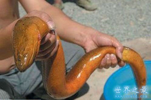 世界上最重的蛇 巴西炸出重1吨长10米巨蟒(视频)