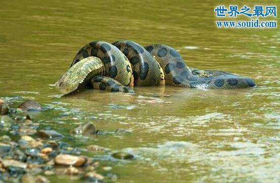 世界上最大的蛇绿水蟒 吉尼斯认证8.9米的吃人巨蟒
