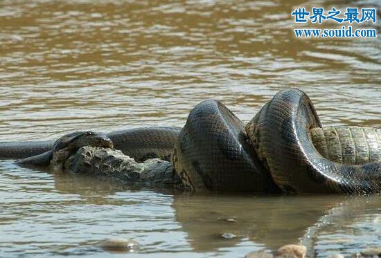 世界上最大的蛇绿水蟒 吉尼斯认证8.9米的吃人巨蟒