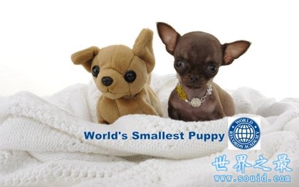 世界上最小的狗 停止生长(只有7.62厘米)