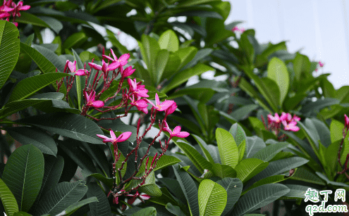 素馨花好养活吗 素馨花怎样养花开旺盛3