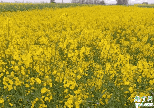 油菜可以打尖吗 油菜什么时候打尖最好3