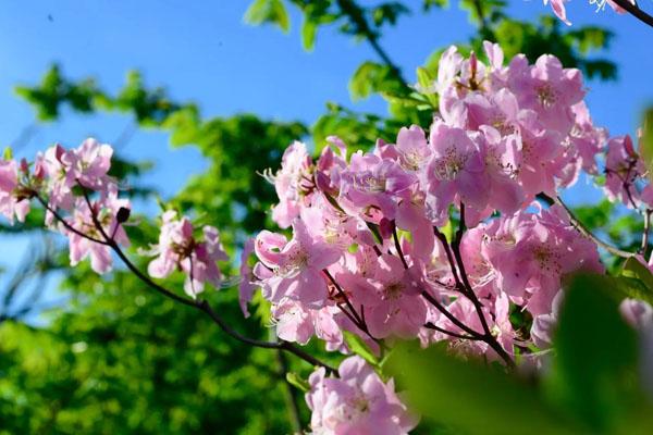 辽宁杜鹃花海在哪里