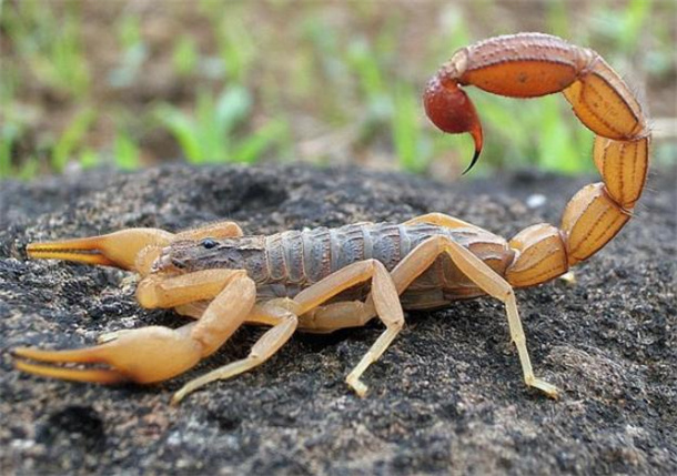 地球上长相最恐怖的10种生物 全球十大恐怖生物