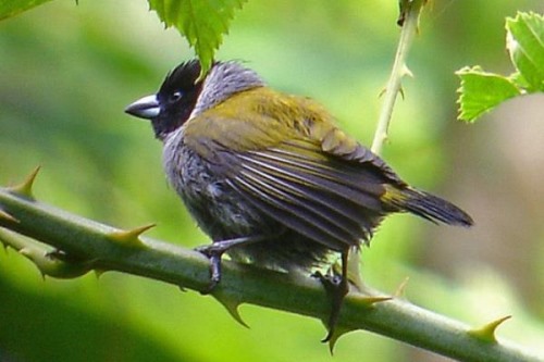 小绿背织雀:梅花雀科中体型最小的鸟类体长仅8.3厘米