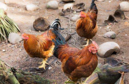 中国十大名鸡品种排名 国内十大著名鸡品种