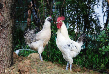 中国十大名鸡品种排名 国内十大著名鸡品种