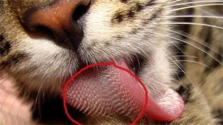 被老虎舔一下竟然能够掉层皮 是真是假 舌头长满倒刺