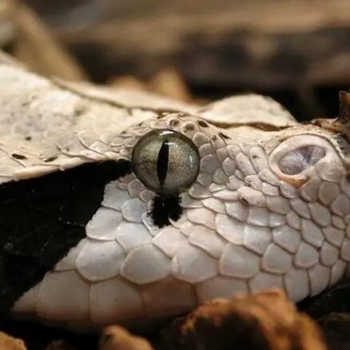 非洲十大毒蛇排行 非洲最毒的蛇排名榜