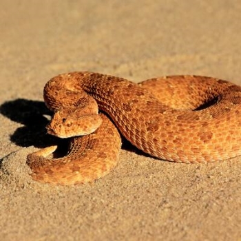 非洲十大毒蛇排行 非洲最毒的蛇排名榜