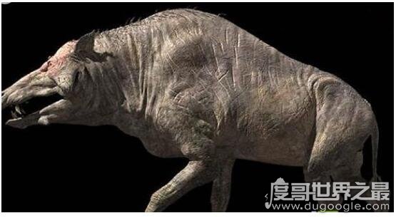 不是所有巨大的猪都叫巨猪，上古巨猪长3米重达2000斤
