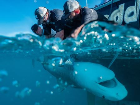 虎鲨带路 科学家在巴哈马海域发现世界最大海草生态系统