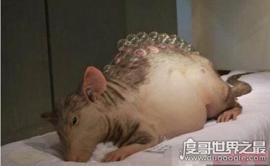 恐怖的切尔诺贝利巨鼠，辐射后变异成巨大食人鼠