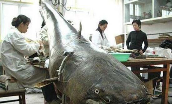 世界上最大的淡水鱼 巨型黄貂鱼(长达4.3米/重726斤)