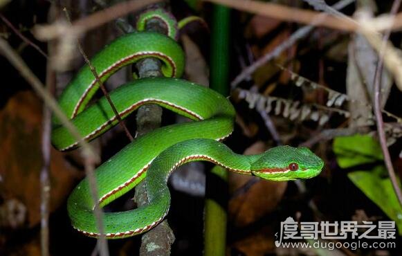 外形漂亮的竹叶青蛇，是一种全身翠绿危害性非常大的毒蛇