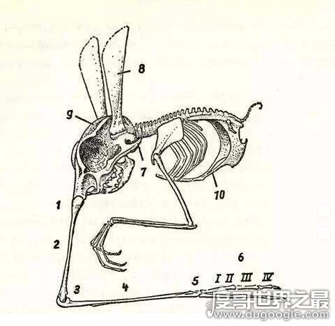 神奇的鼻行动物，一种四肢退化用鼻子走路的生物(纯属虚构)