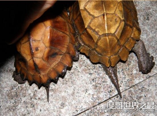 图解乌龟怎么分公母，通过尾巴就能看出公母的差别