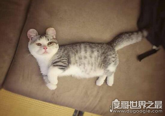 短腿猫就是曼赤肯猫，猫界小柯基/腿短但更灵活