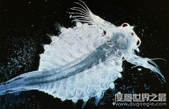 盗墓笔记海猴子是什么生物，现实中海猴子竟是一只虾